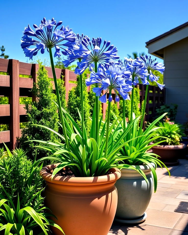 agapanthus outdoor plants for patio - 30 Outdoor Plants for Patio