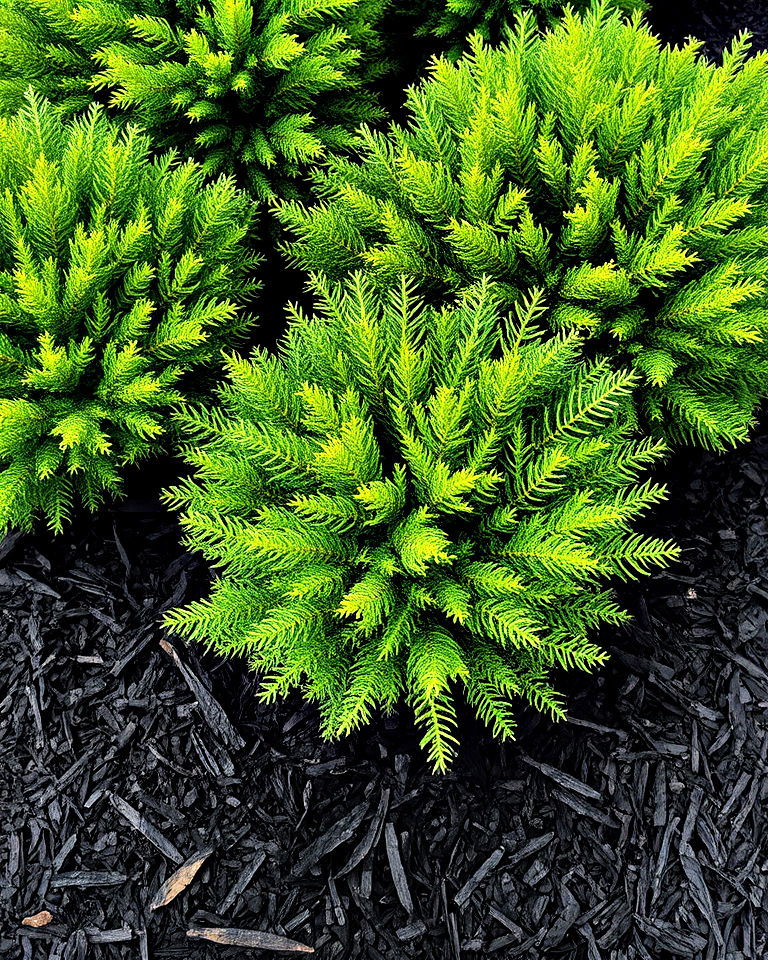 black mulch around evergreen plants - 25 Black Mulch Landscaping Ideas