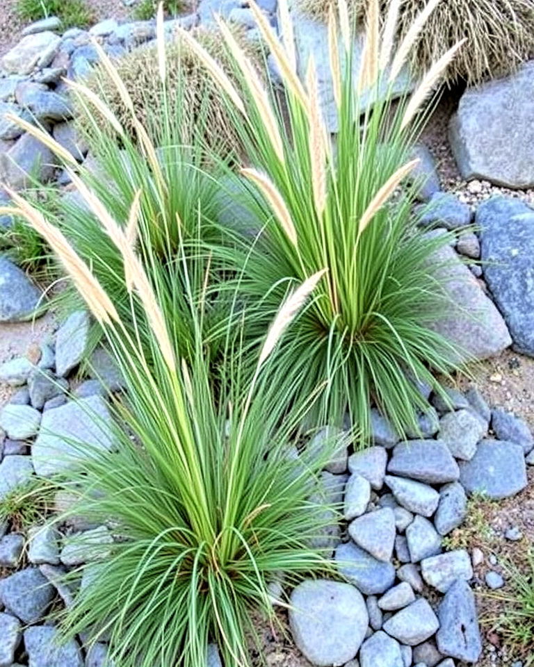 decorative stones with wild grasses - 30 Drought Tolerant Landscaping Ideas