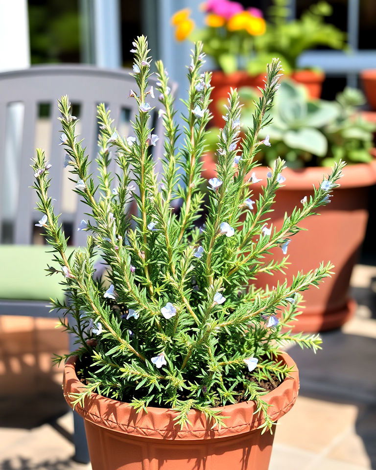 fragrant rosemary herb for patio - 30 Outdoor Plants for Patio