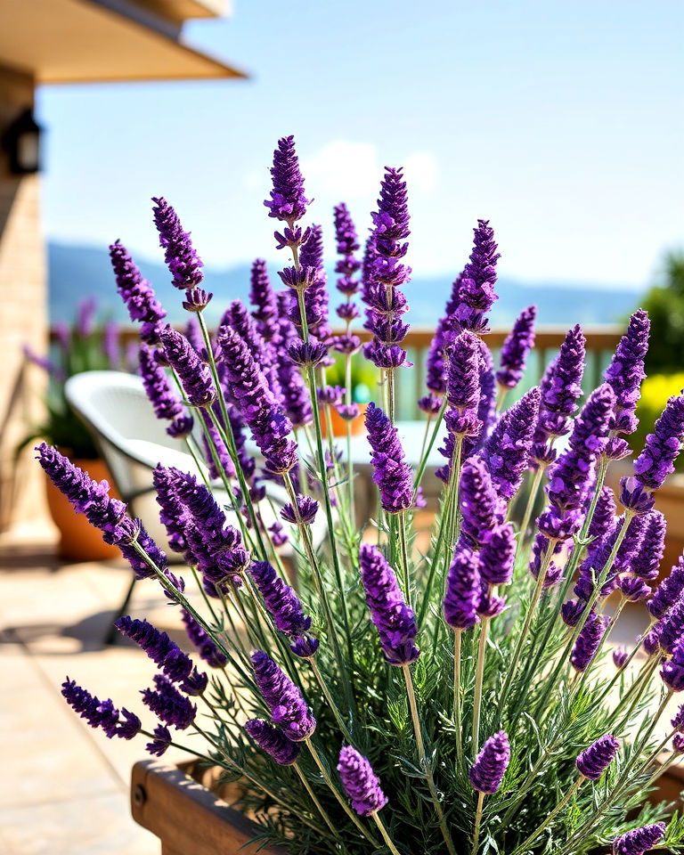 lavender for soothing fragrance - 30 Outdoor Plants for Patio
