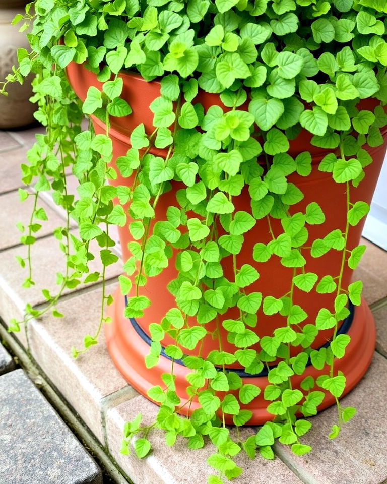 low growing creeping jenny for patio - 30 Outdoor Plants for Patio