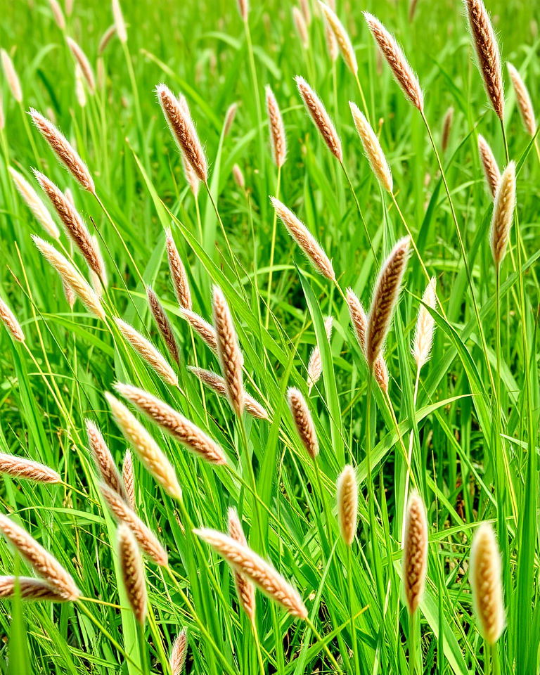 natural aesthetic wild grass meadow - 30 Colorado Landscaping Ideas