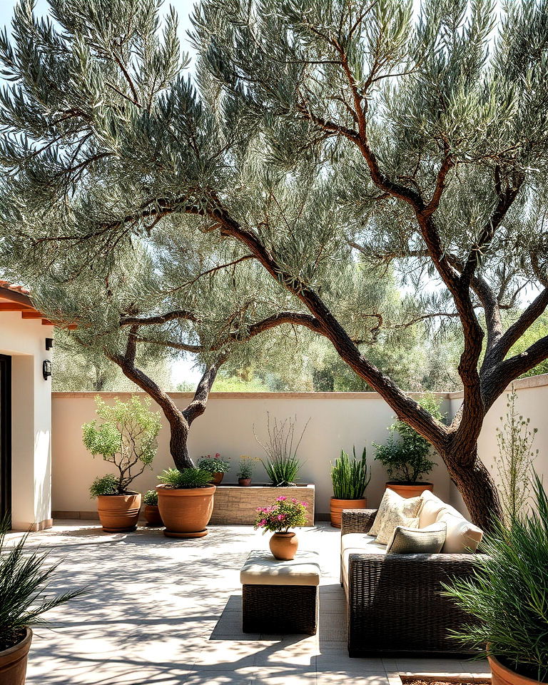 olive trees for mediterranean landscape - 25 Mediterranean Patio Ideas