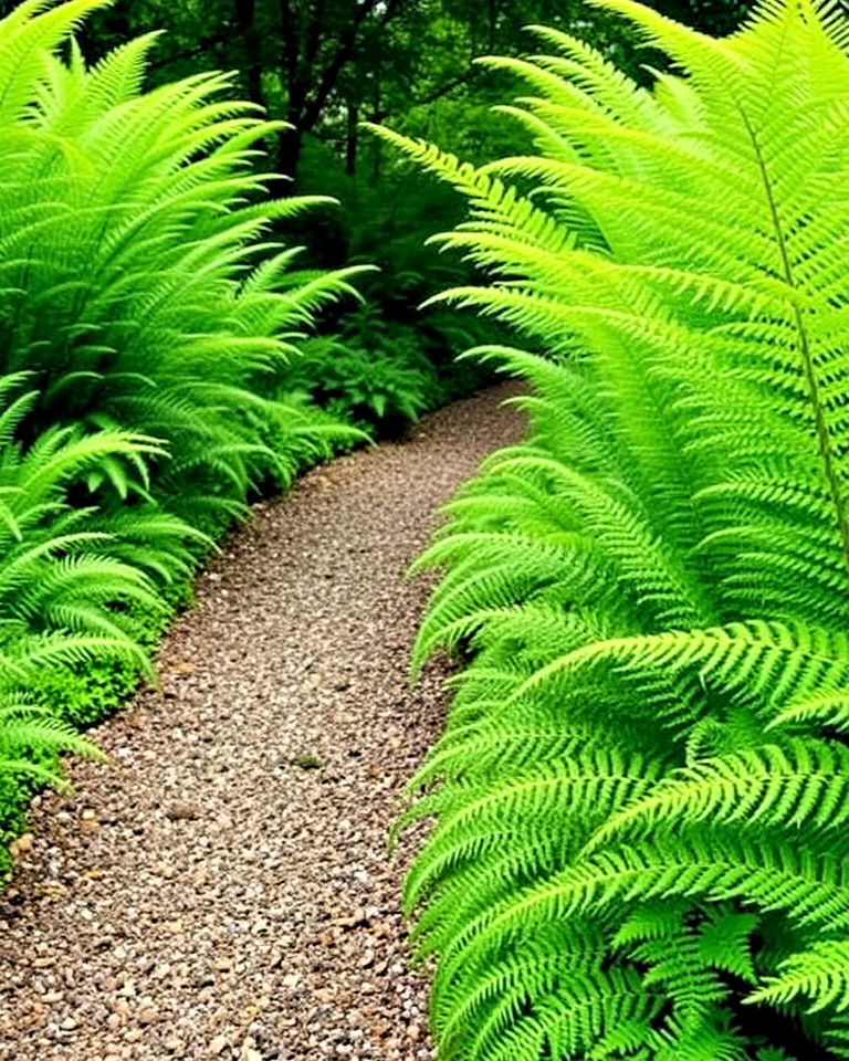 woodland path with ferns - 20 Woodland Garden Path Ideas