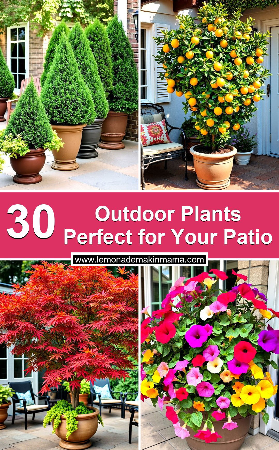 Outdoor Plants Perfect for Your Patio