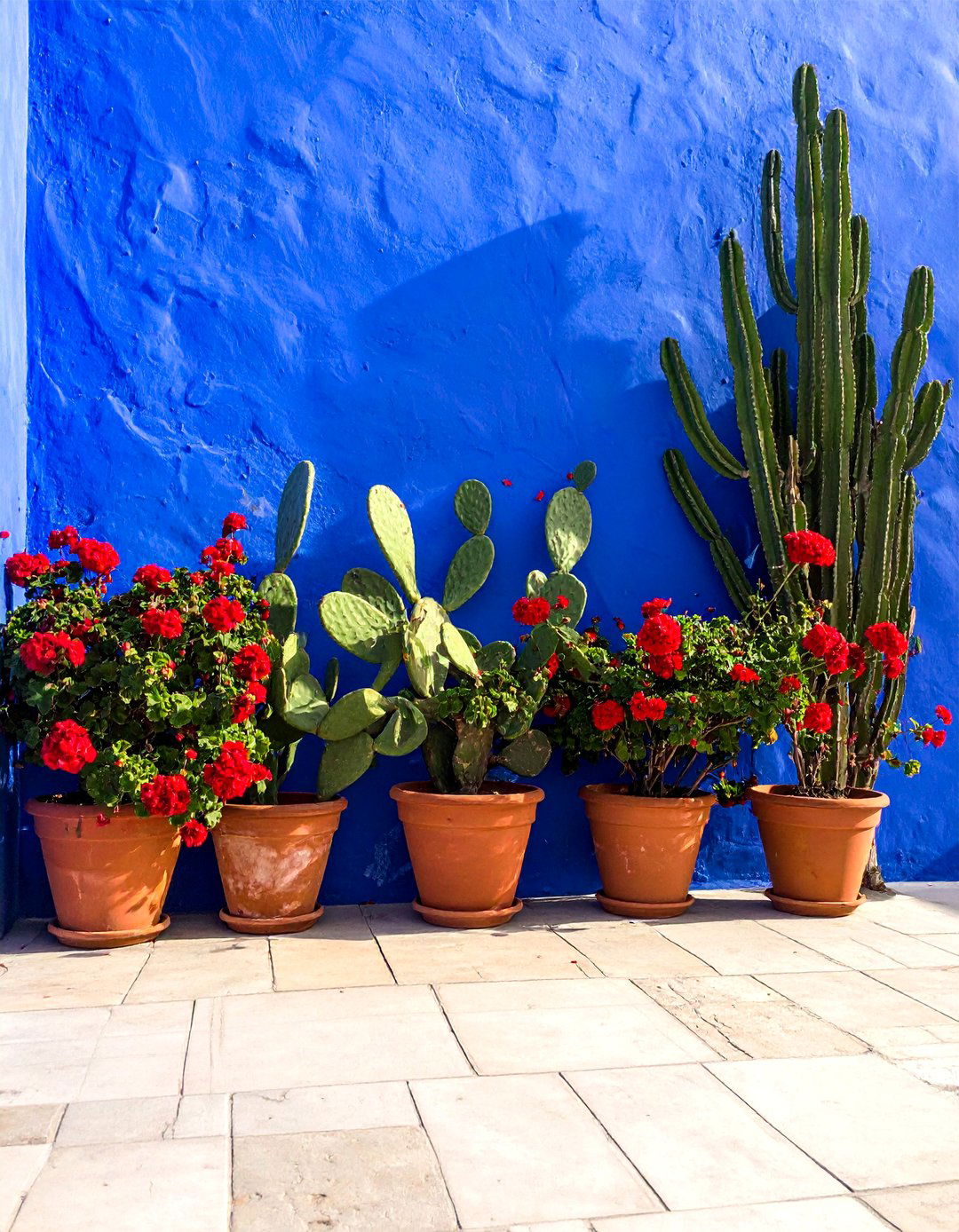 A Bold Cobalt Blue Wall in a Mexican Garden - 25 Mexican Garden Ideas for a Vibrant Outdoor Space
