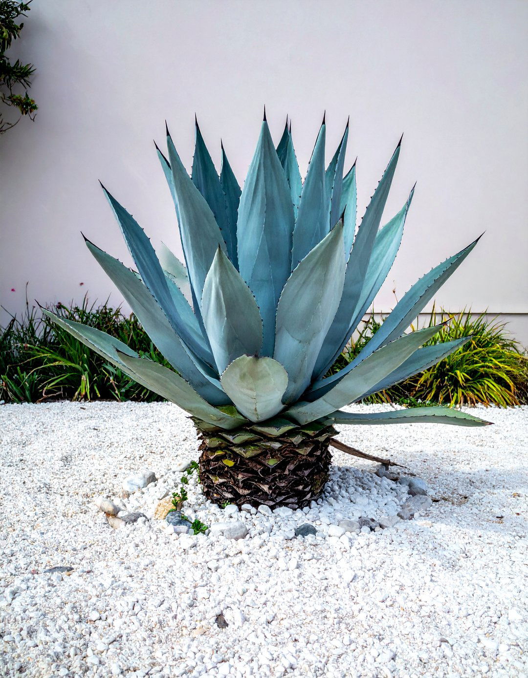 An Agave as a Sculptural Focal Point in a Mexican Garden - 25 Mexican Garden Ideas for a Vibrant Outdoor Space