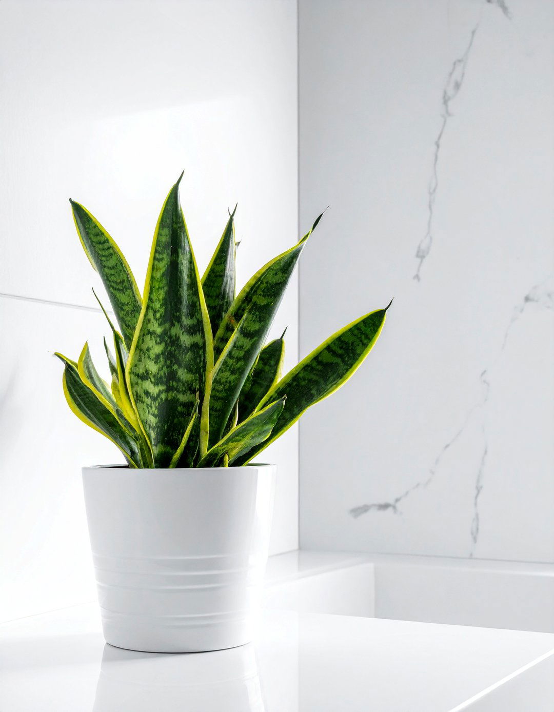Black and White Bathroom with Touches of Greenery - 40 Black and White Bathroom Ideas for Style
