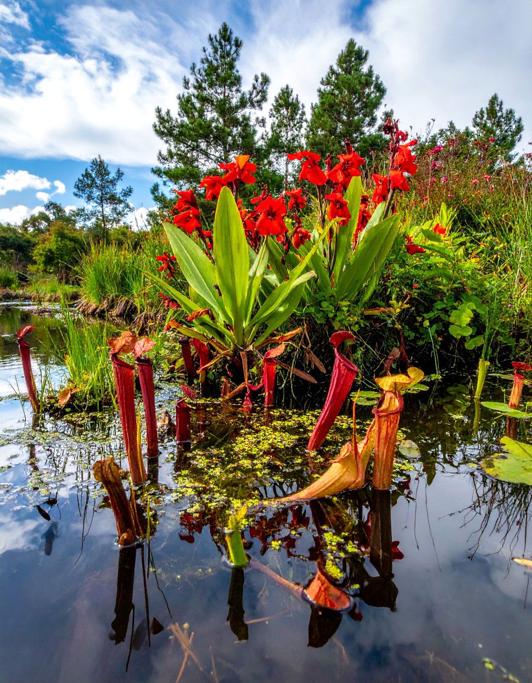 Bog Flower Garden - 30 Flower Garden Ideas to Transform Your Outdoor Space