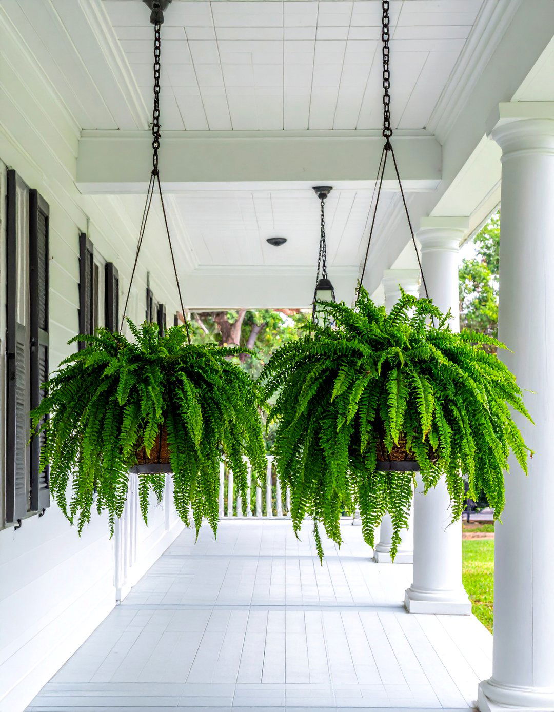 Cascading Hanging Fern Baskets - 30 Colonial Front Porch Ideas for Charm