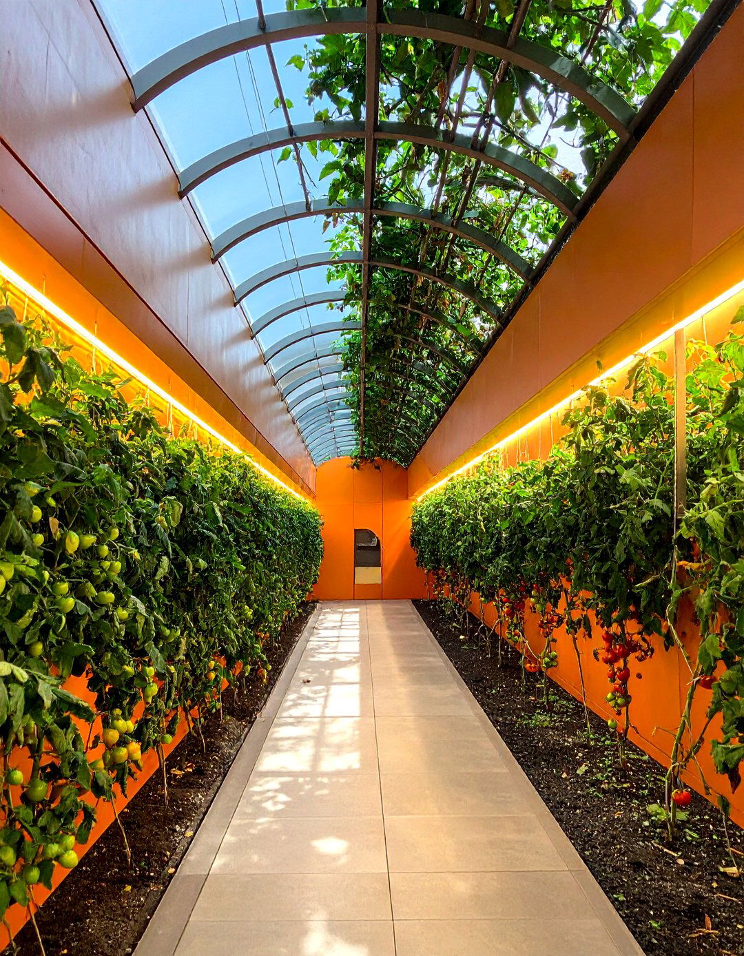 Espalier Training Framework - 30 Tomato Trellis Ideas for Your Vegetable Garden