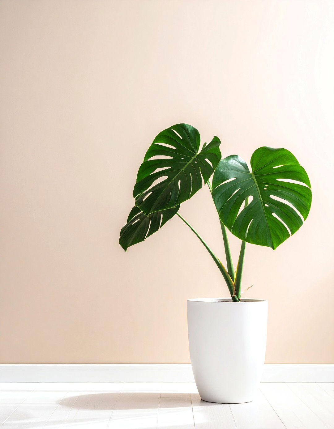 Minimalist Plant Room with Statement Specimens - 20 Plant Room Ideas to Bring Nature Indoors
