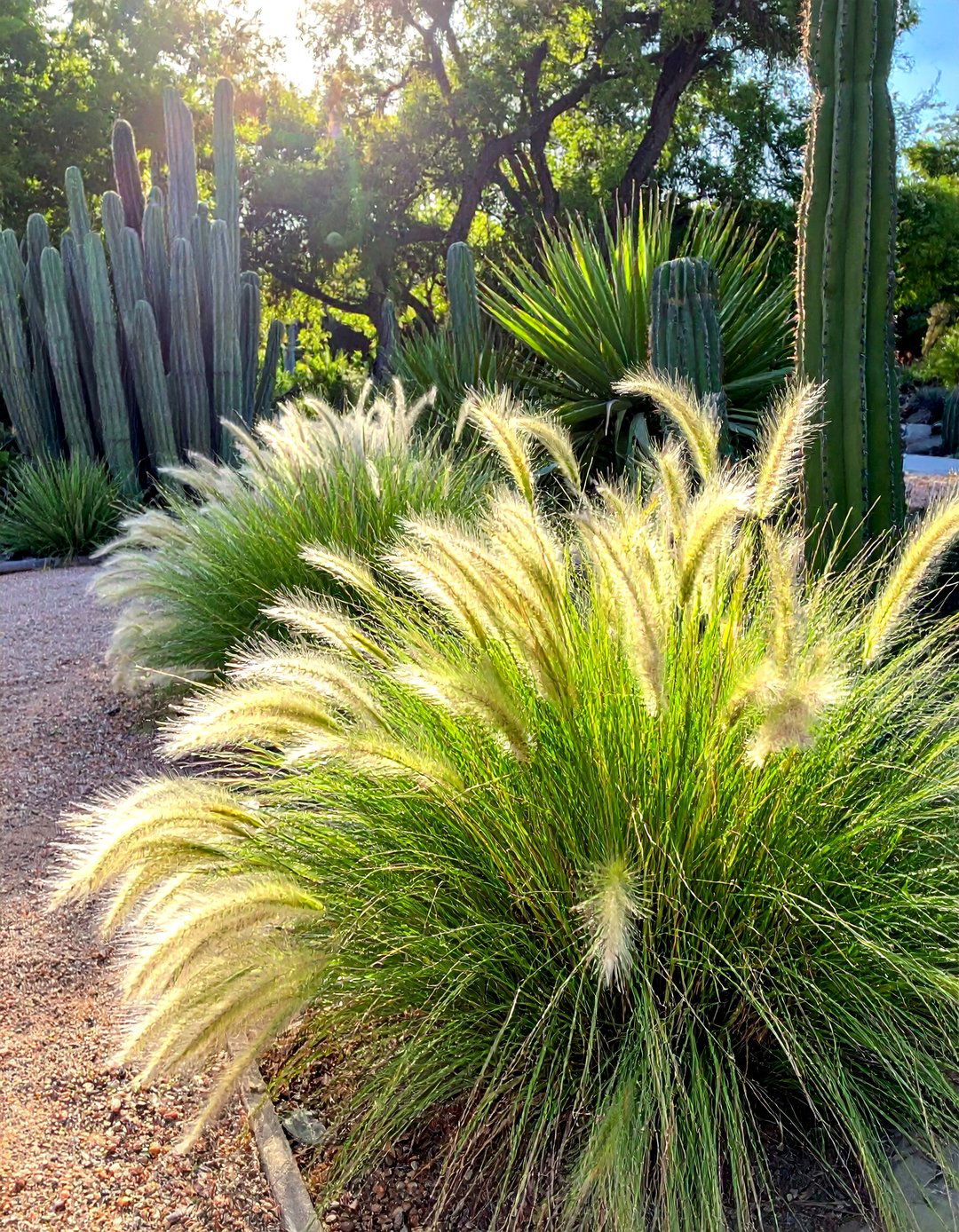 Using Ornamental Grasses in a Mexican Garden - 25 Mexican Garden Ideas for a Vibrant Outdoor Space