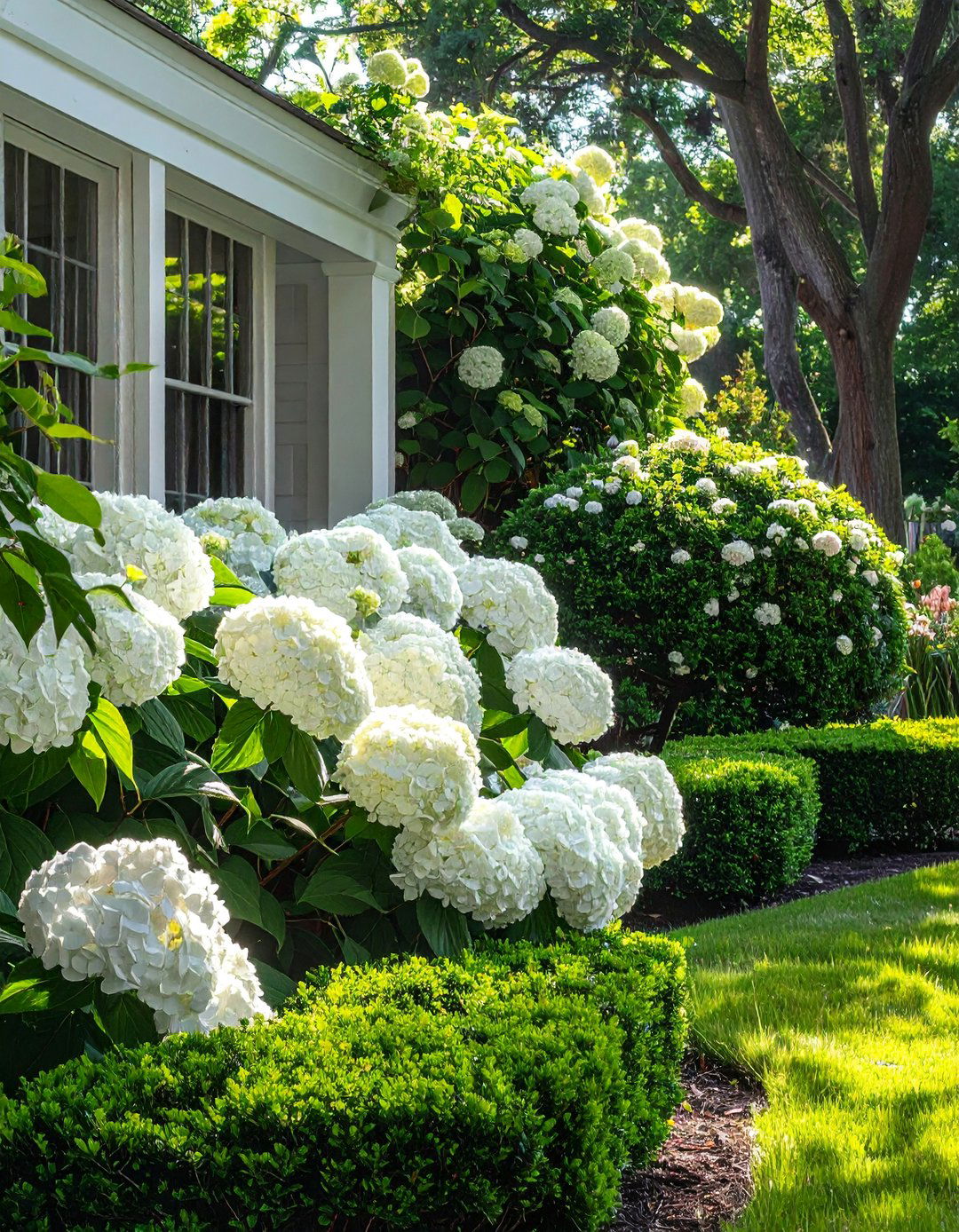 A Mixed Border of Boxwood Shrubs and Hydrangeas - 20 Front Yard Boxwood Shrubs for Elegant Landscaping