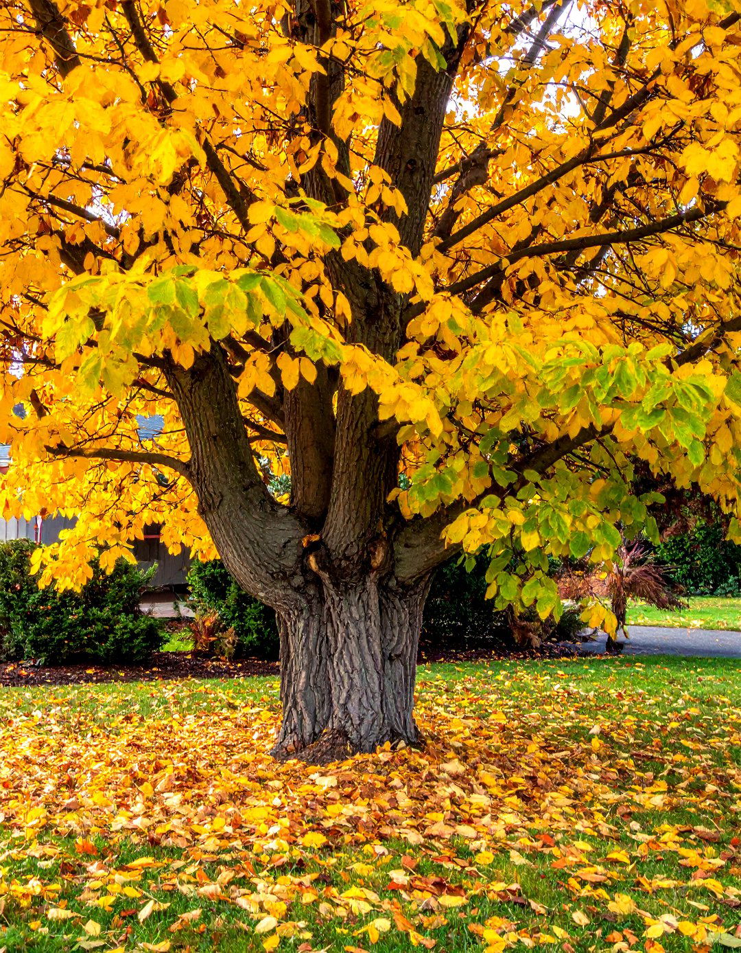 American Hornbeam for Muscular Structure - 30 Best Small Trees for Your Front Yard Landscaping