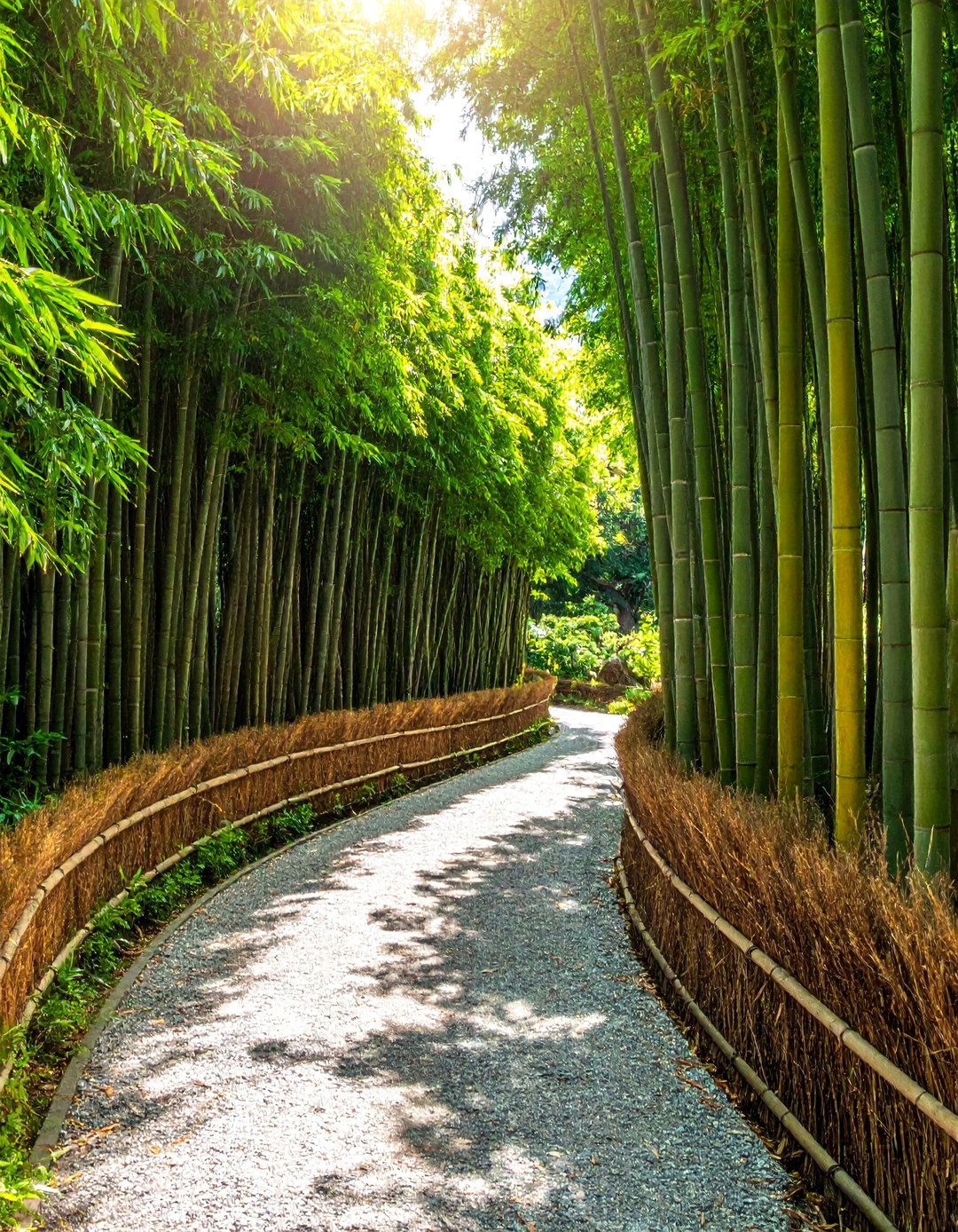 Bamboo Grove Privacy Screen - 40 Japanese Garden Ideas for a Serene Outdoor Retreat