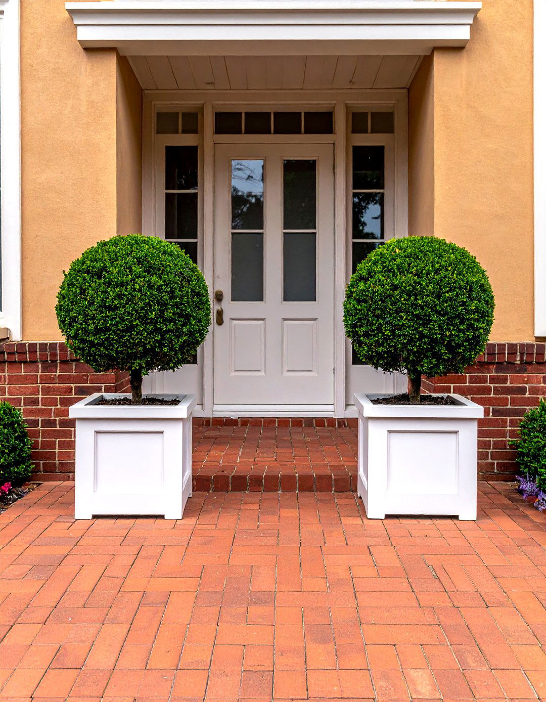 Boxwood for Patios - 30 Outdoor Plants Perfect for Your Patio