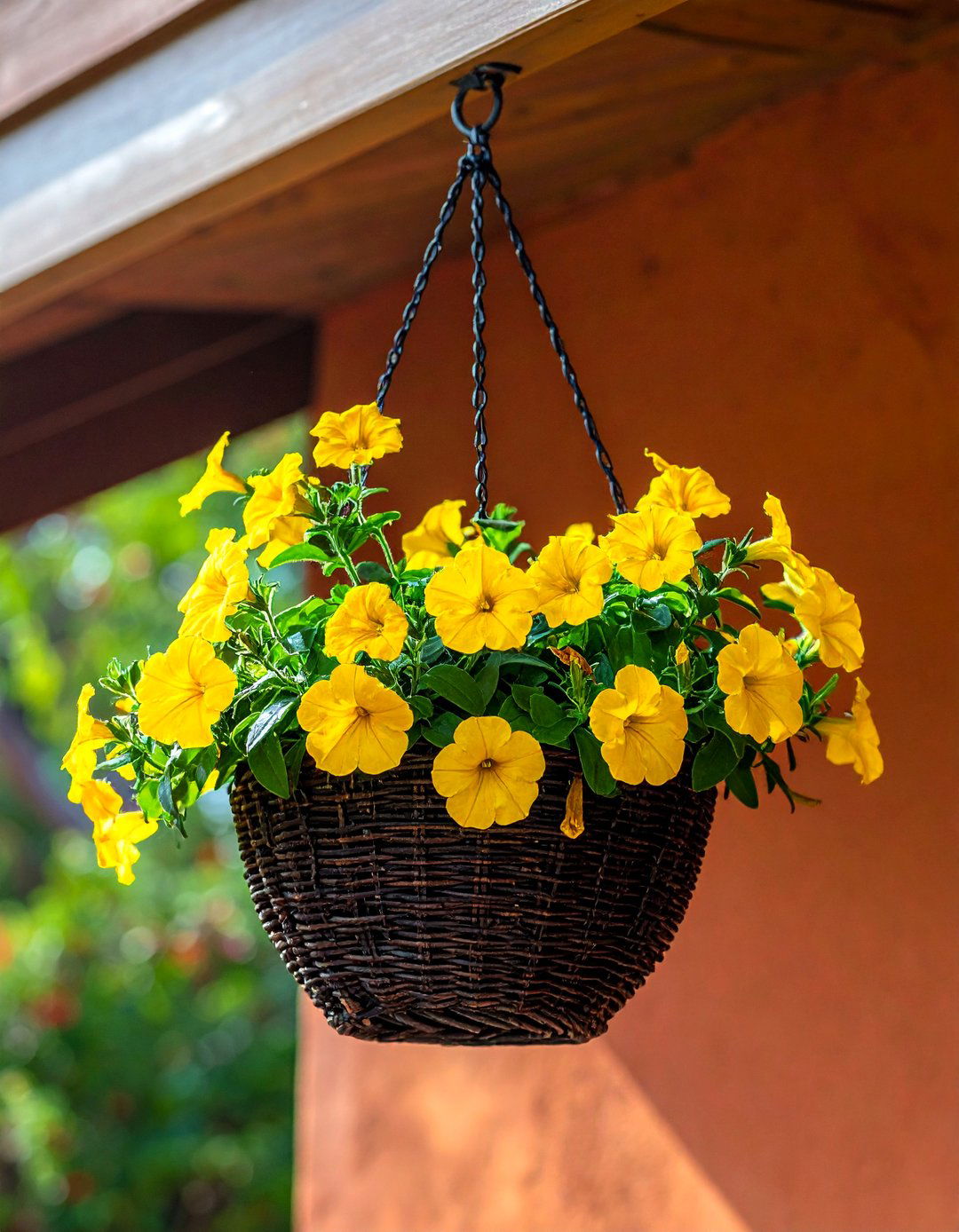 Calibrachoa for Patios - 30 Outdoor Plants Perfect for Your Patio