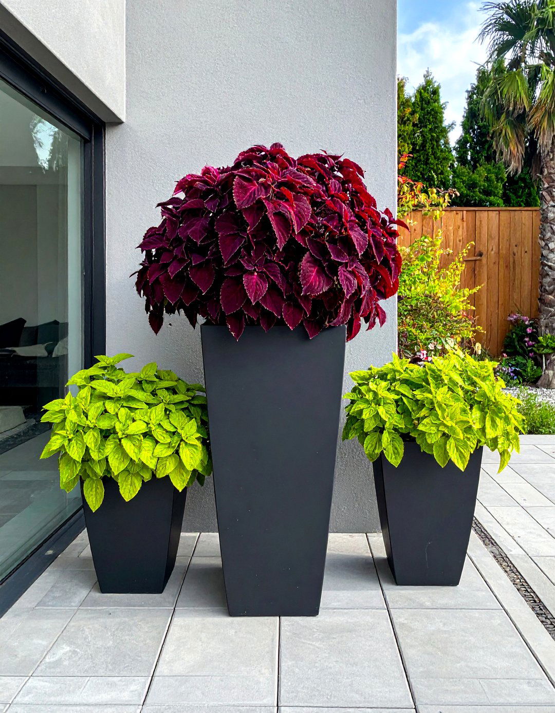 Coleus for Patios - 30 Outdoor Plants Perfect for Your Patio