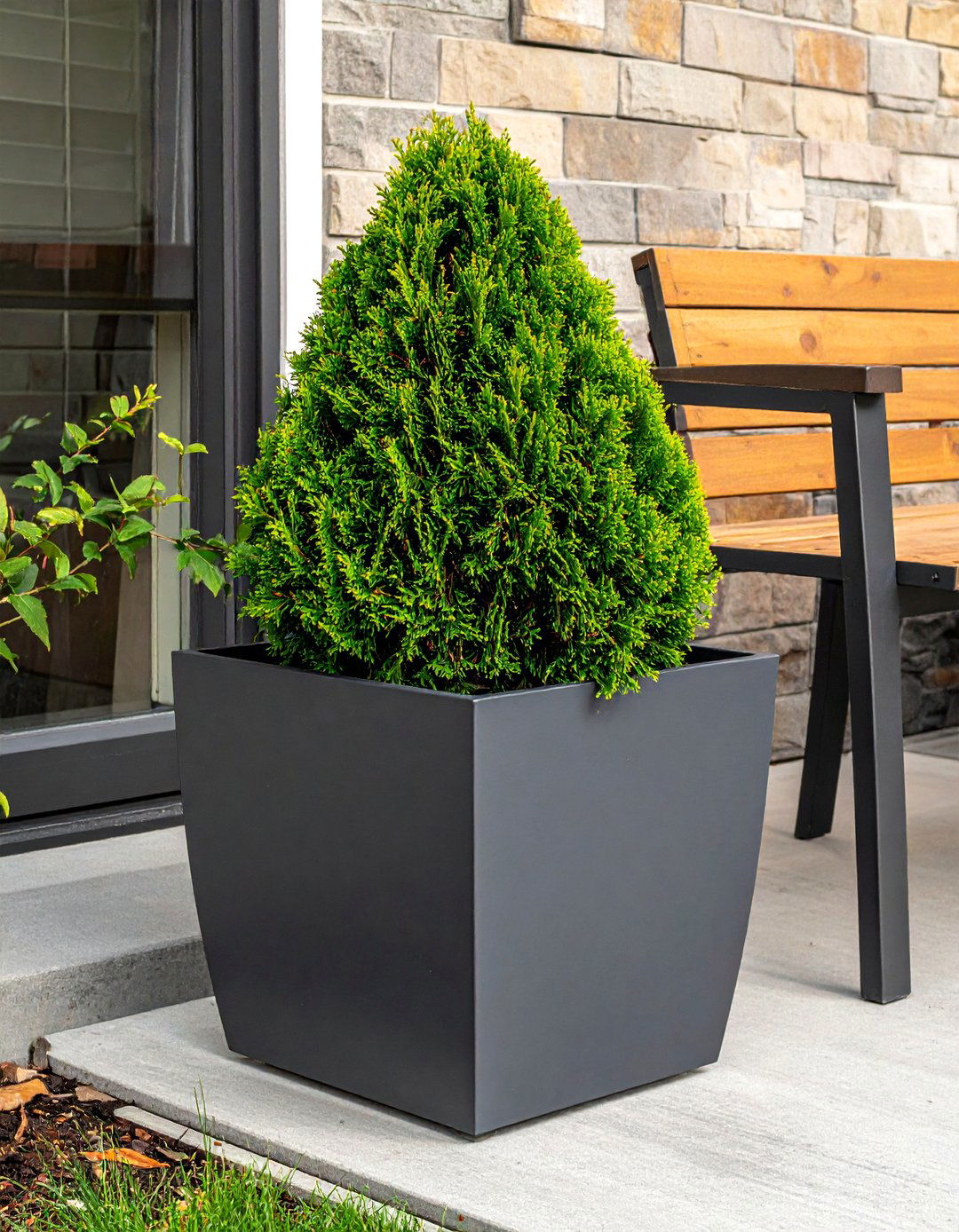 Dwarf Alberta Spruce for Patios - 30 Outdoor Plants Perfect for Your Patio