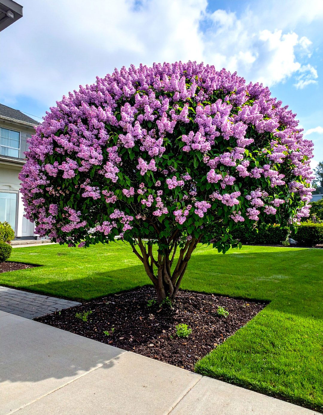 Dwarf Korean Lilac Tree for Compact Fragrance - 30 Best Small Trees for Your Front Yard Landscaping