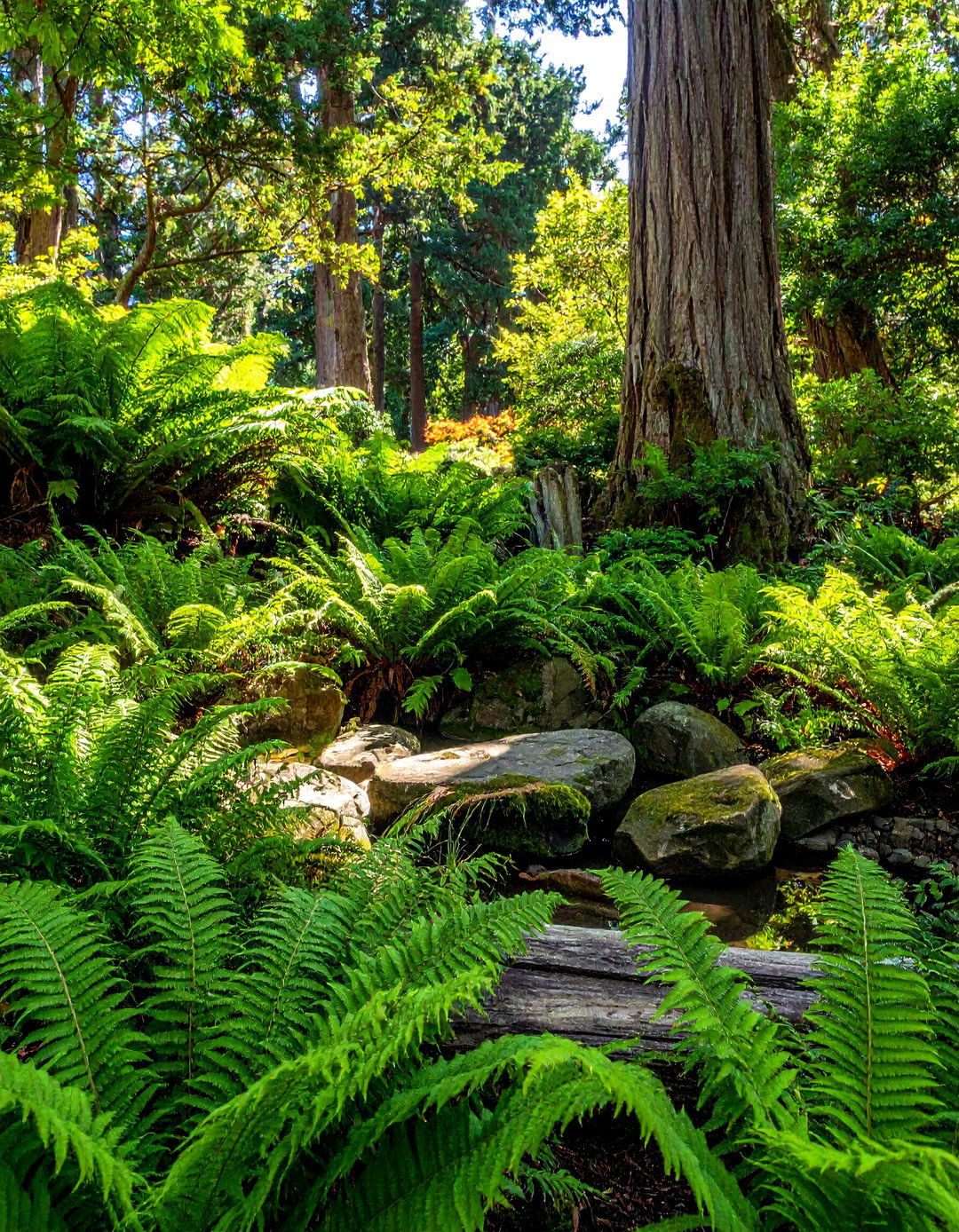 Fern Garden in Shaded Areas - 40 Japanese Garden Ideas for a Serene Outdoor Retreat