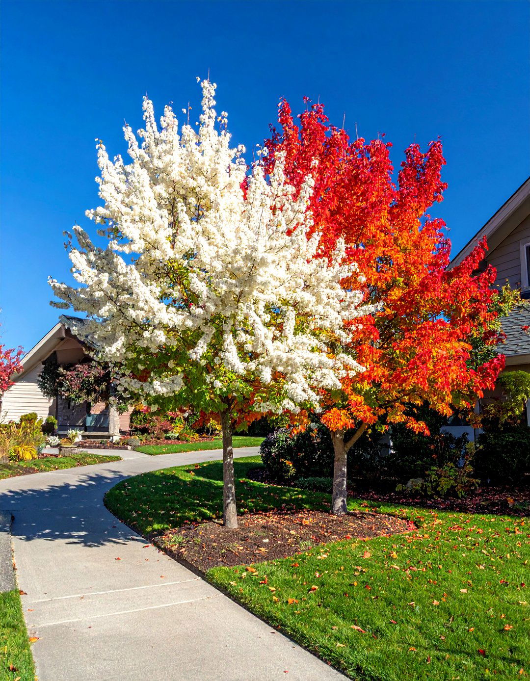 Franklin Tree for Rare Autumn Beauty - 30 Best Small Trees for Your Front Yard Landscaping
