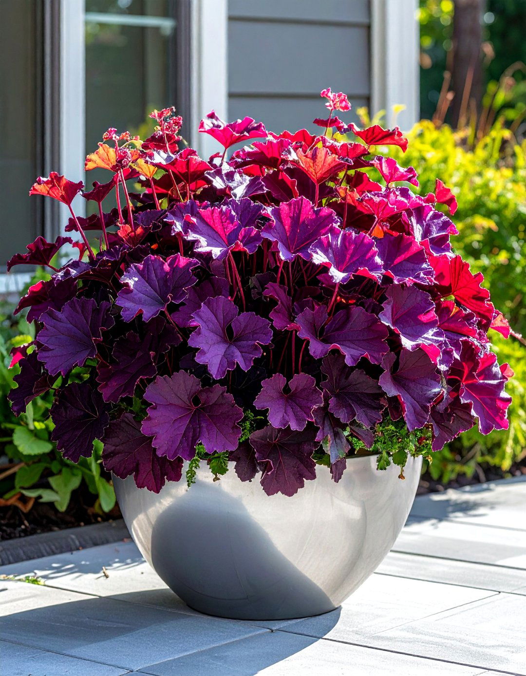 Heuchera for Patios - 30 Outdoor Plants Perfect for Your Patio