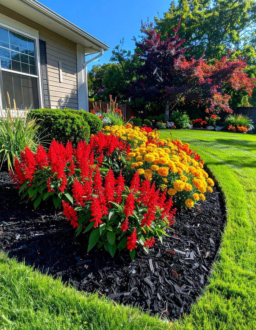 High Contrast Black Mulch with Bright Annuals - 25 Black Mulch Landscaping Ideas for a Sleek Garden