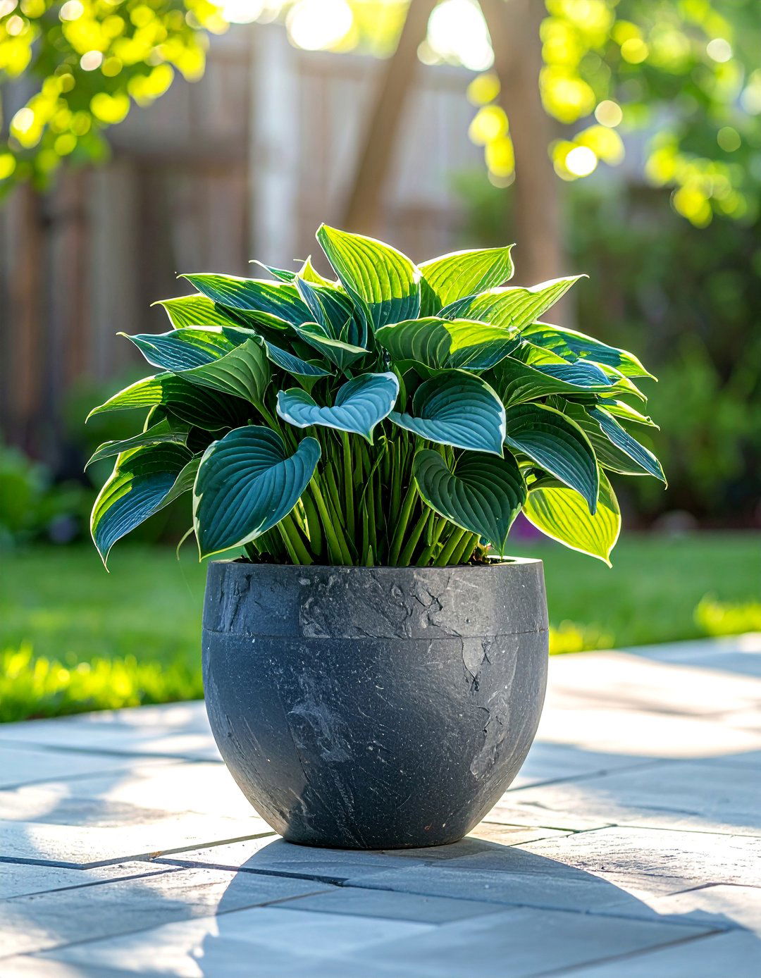 Hostas for Patios - 30 Outdoor Plants Perfect for Your Patio
