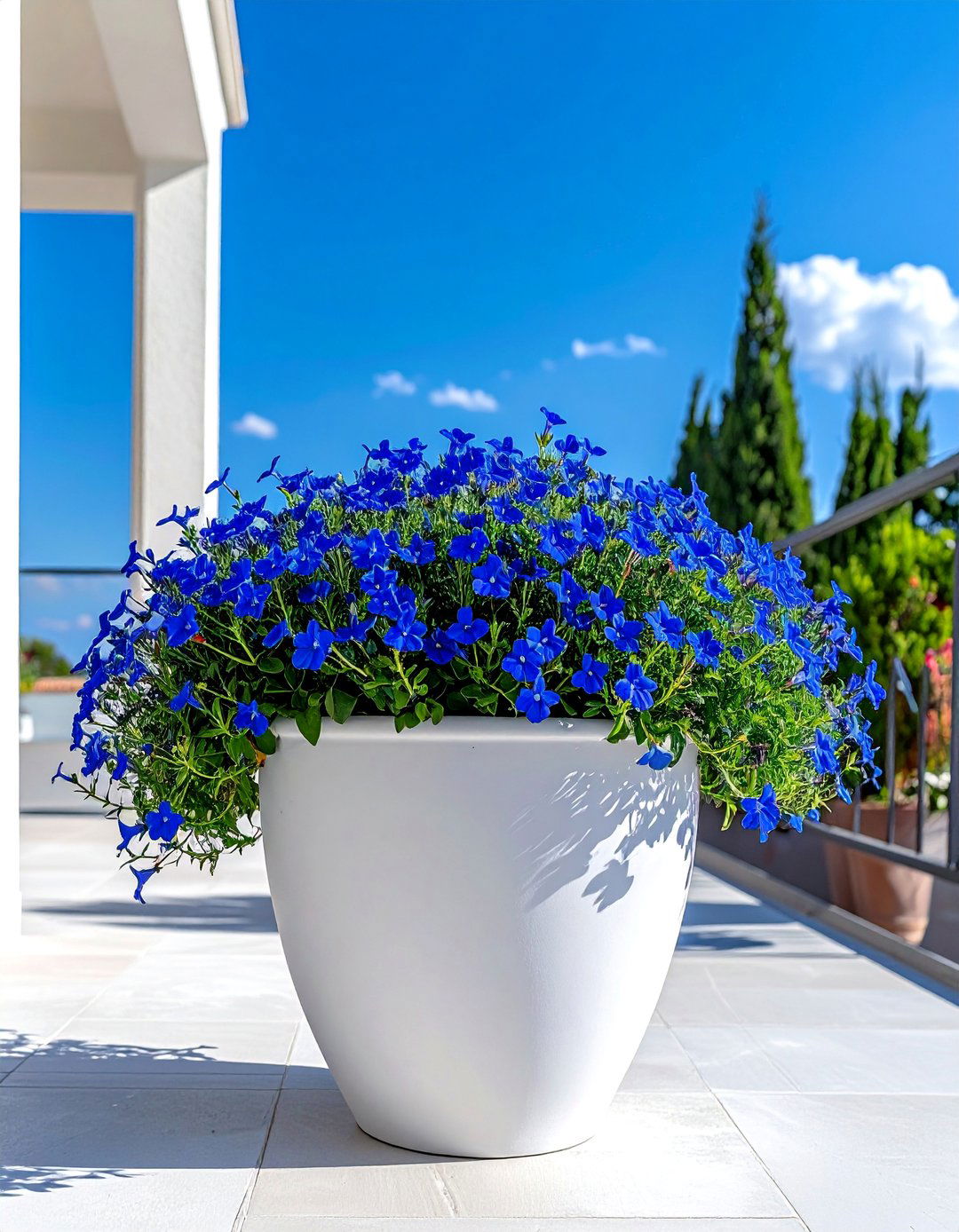 Lobelia for Patios - 30 Outdoor Plants Perfect for Your Patio