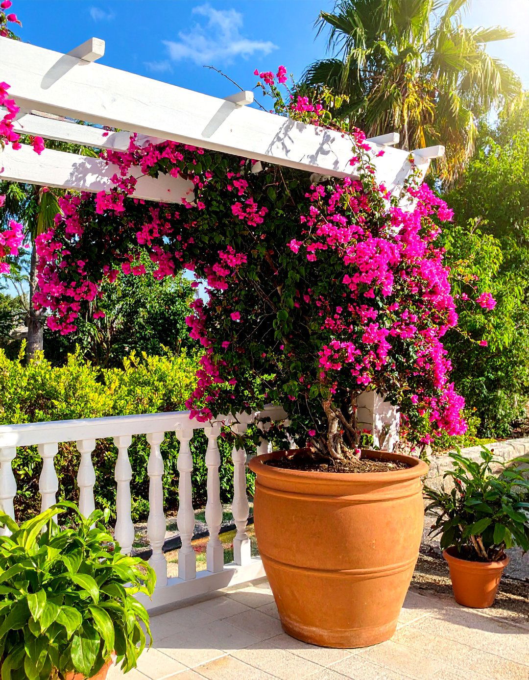 Mandevilla Vine for Patios - 30 Outdoor Plants Perfect for Your Patio