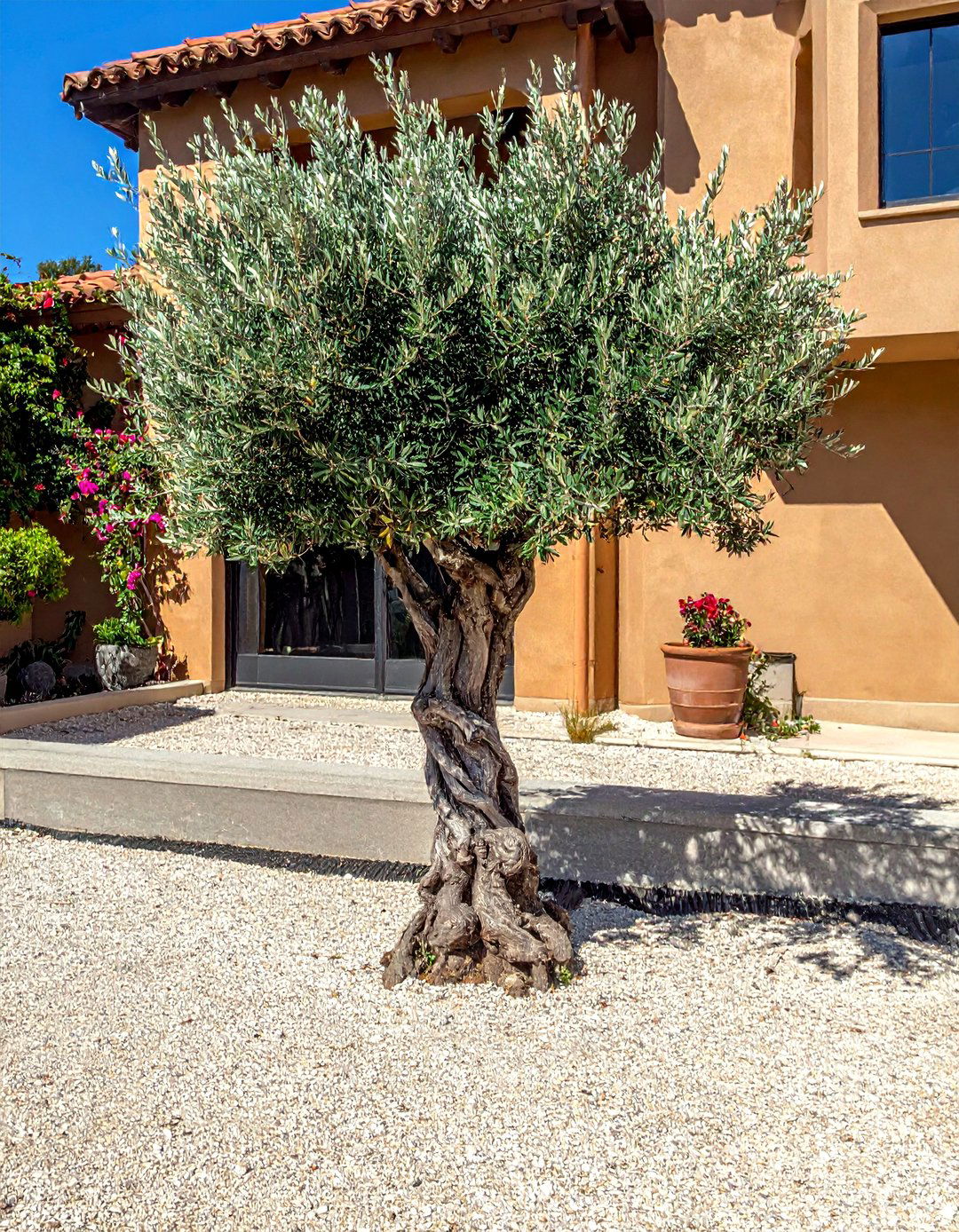Olive Trees as Specimen Plants - 20 Front Yard Spanish Style Landscaping Ideas