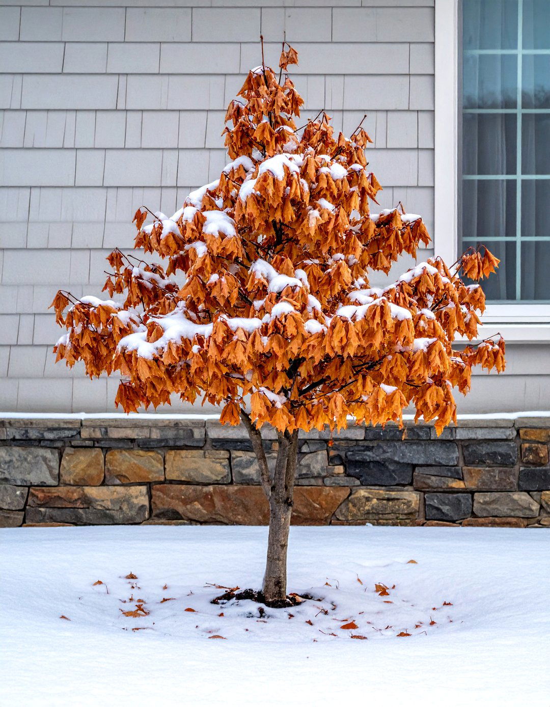 Paperbark Maple Tree for Exquisite Bark Texture - 30 Best Small Trees for Your Front Yard Landscaping
