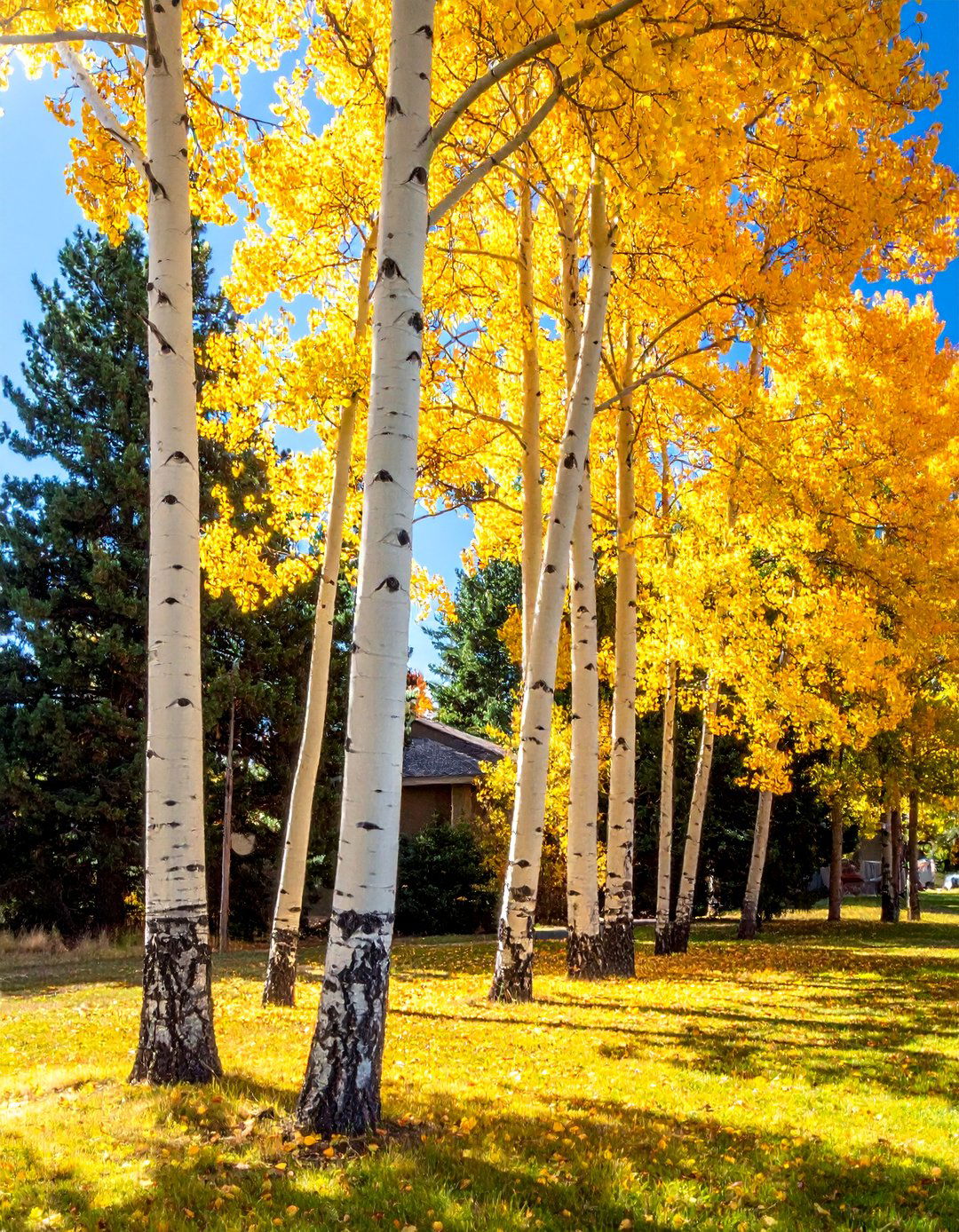 Planting Aspen Groves for Vertical Interest - 30 Colorado Landscaping Ideas for a Stunning Yard