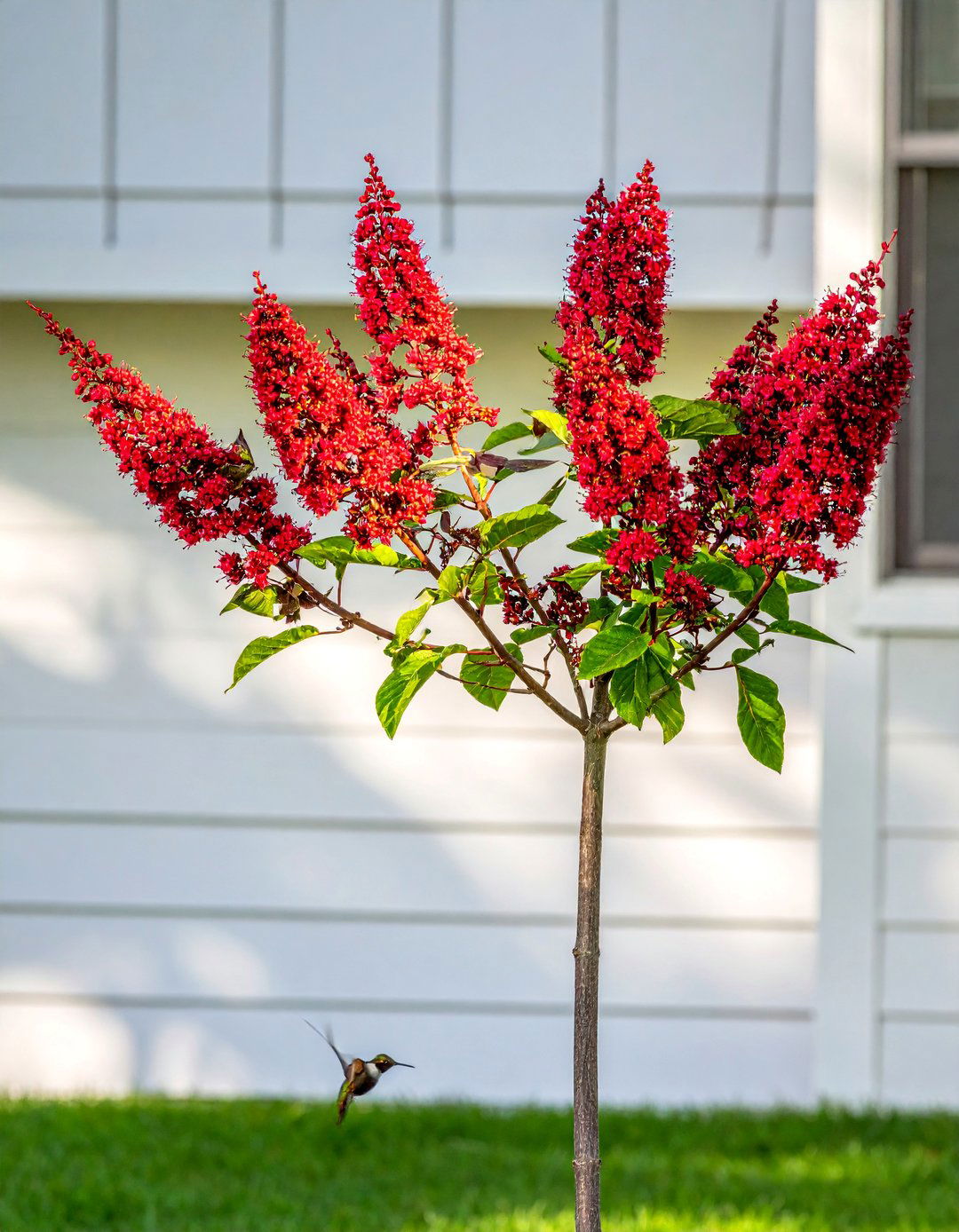 Red Buckeye Tree for Hummingbird Attraction - 30 Best Small Trees for Your Front Yard Landscaping