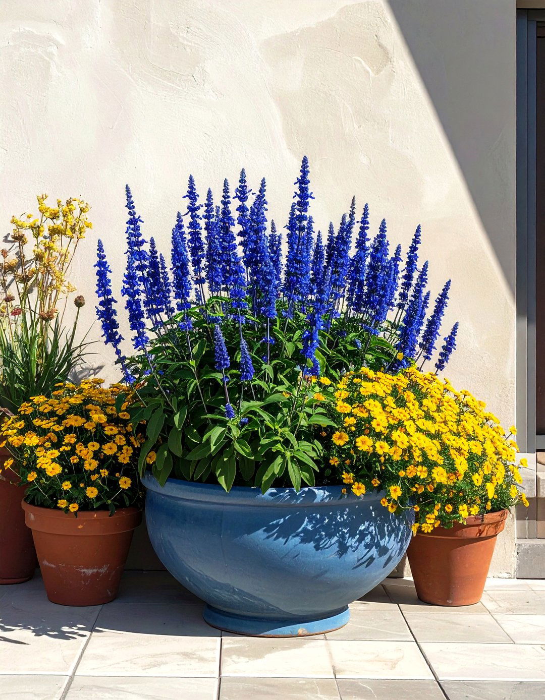 Salvia for Patios - 30 Outdoor Plants Perfect for Your Patio
