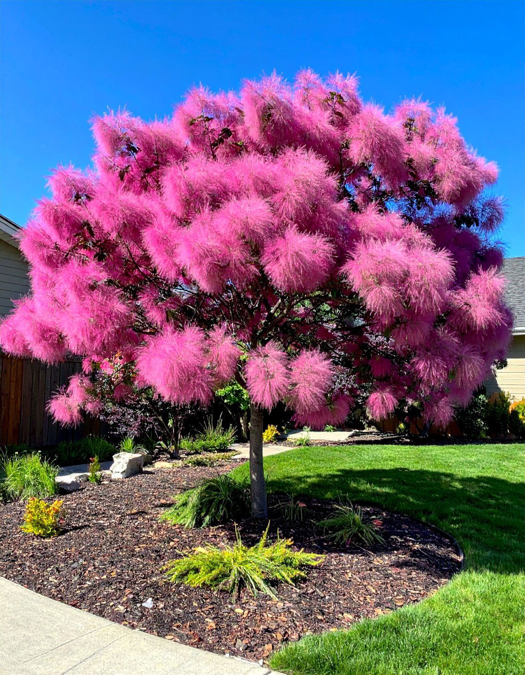 Smoke Tree for Ethereal Summer Plumes - 30 Best Small Trees for Your Front Yard Landscaping