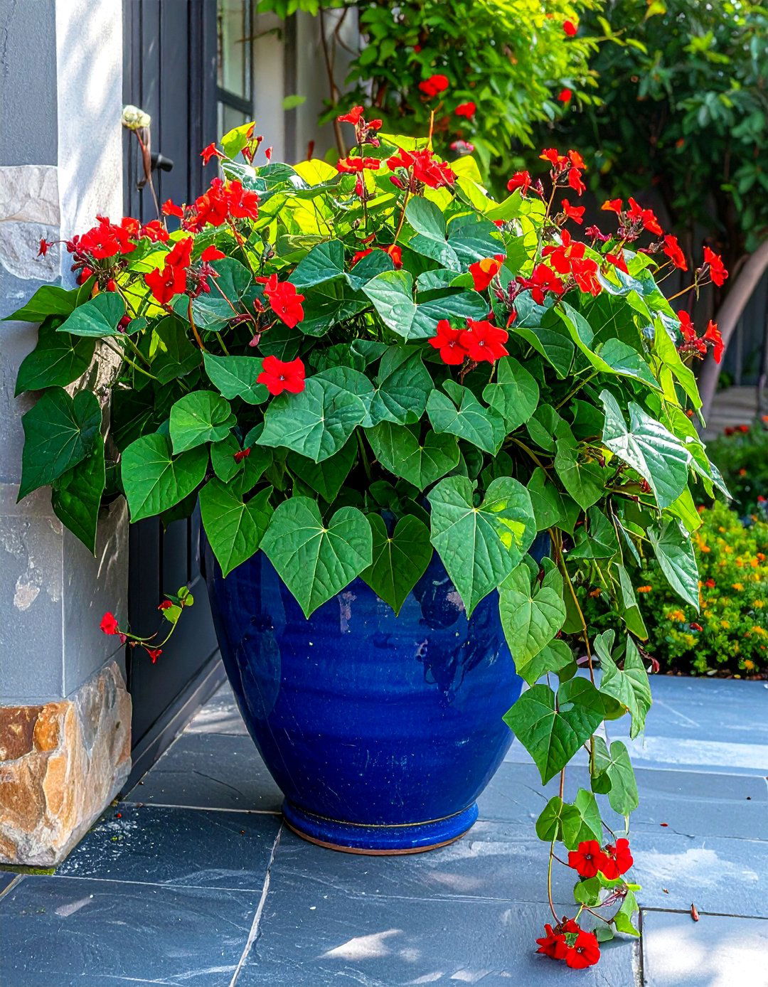 Sweet Potato Vine for Patios