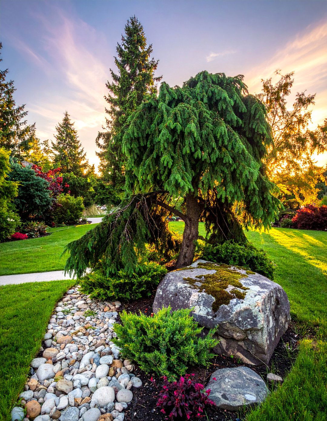 Weeping Norway Spruce for Unique Texture - 30 Best Small Trees for Your Front Yard Landscaping