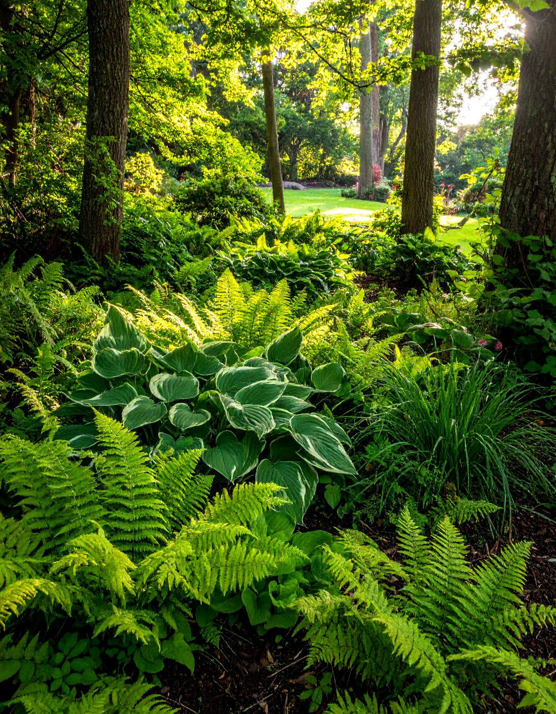 A Hostas and Ferns Shady Garden - 20 Shady Garden Ideas for Lush, Cool Retreats