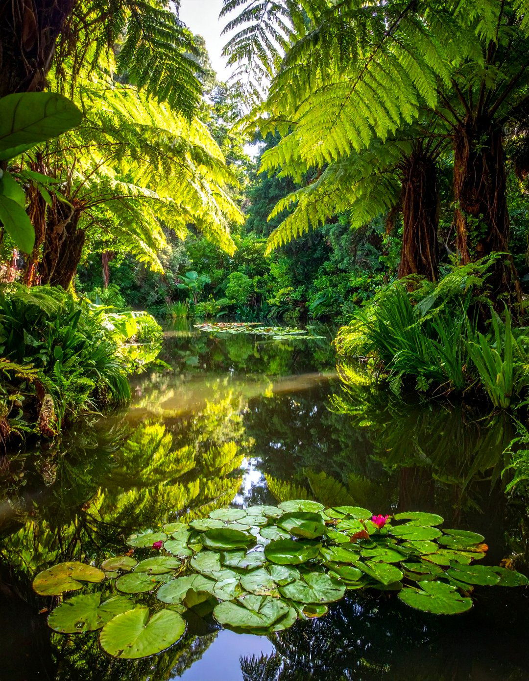 A Shady Garden with a Small Pond - 20 Shady Garden Ideas for Lush, Cool Retreats