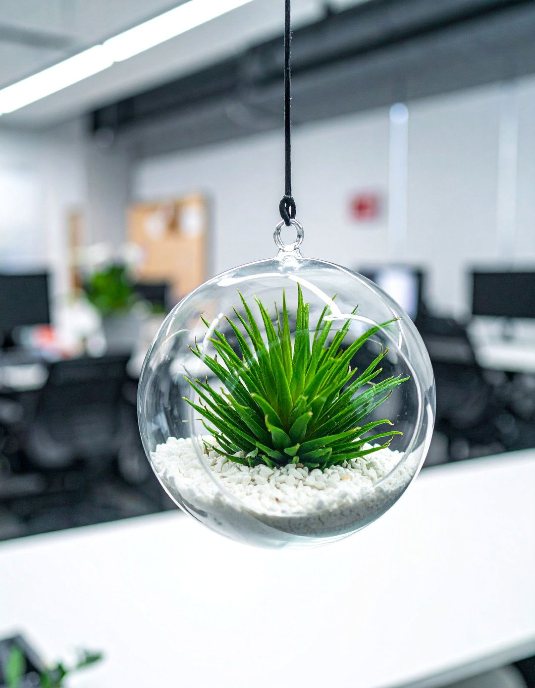 Air Plant Terrarium - 30 Cubicle Decor Ideas to Personalize Your Workspace