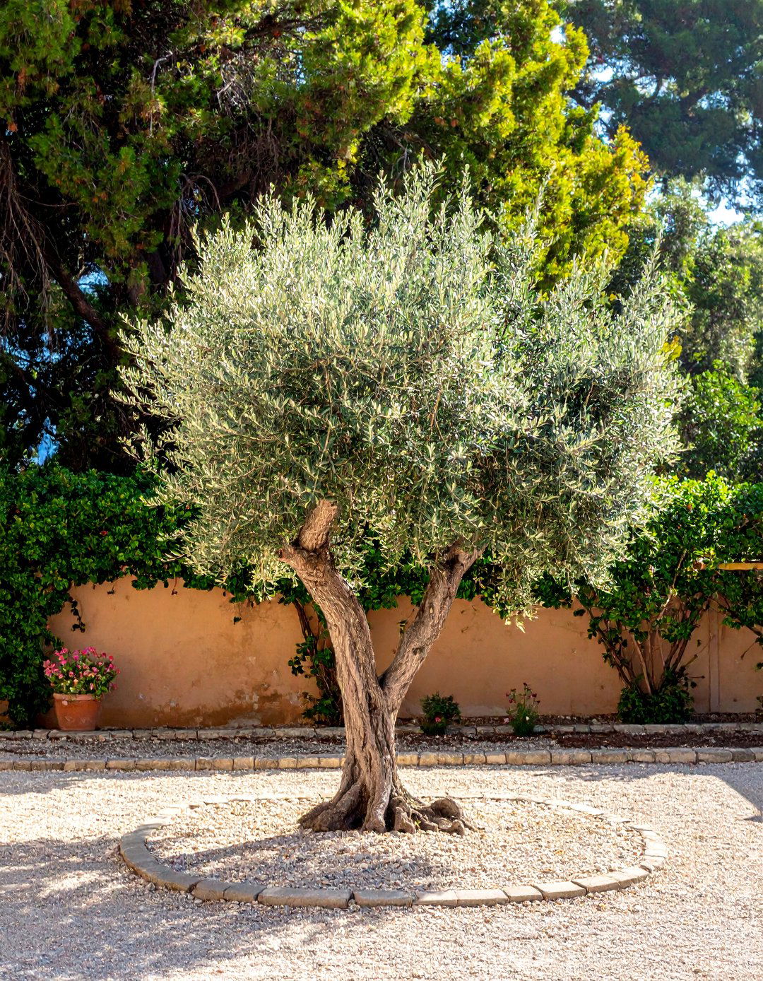 An Olive Tree Focal Point in a Greek Garden - 30 Greek Garden Ideas for a Mediterranean Oasis