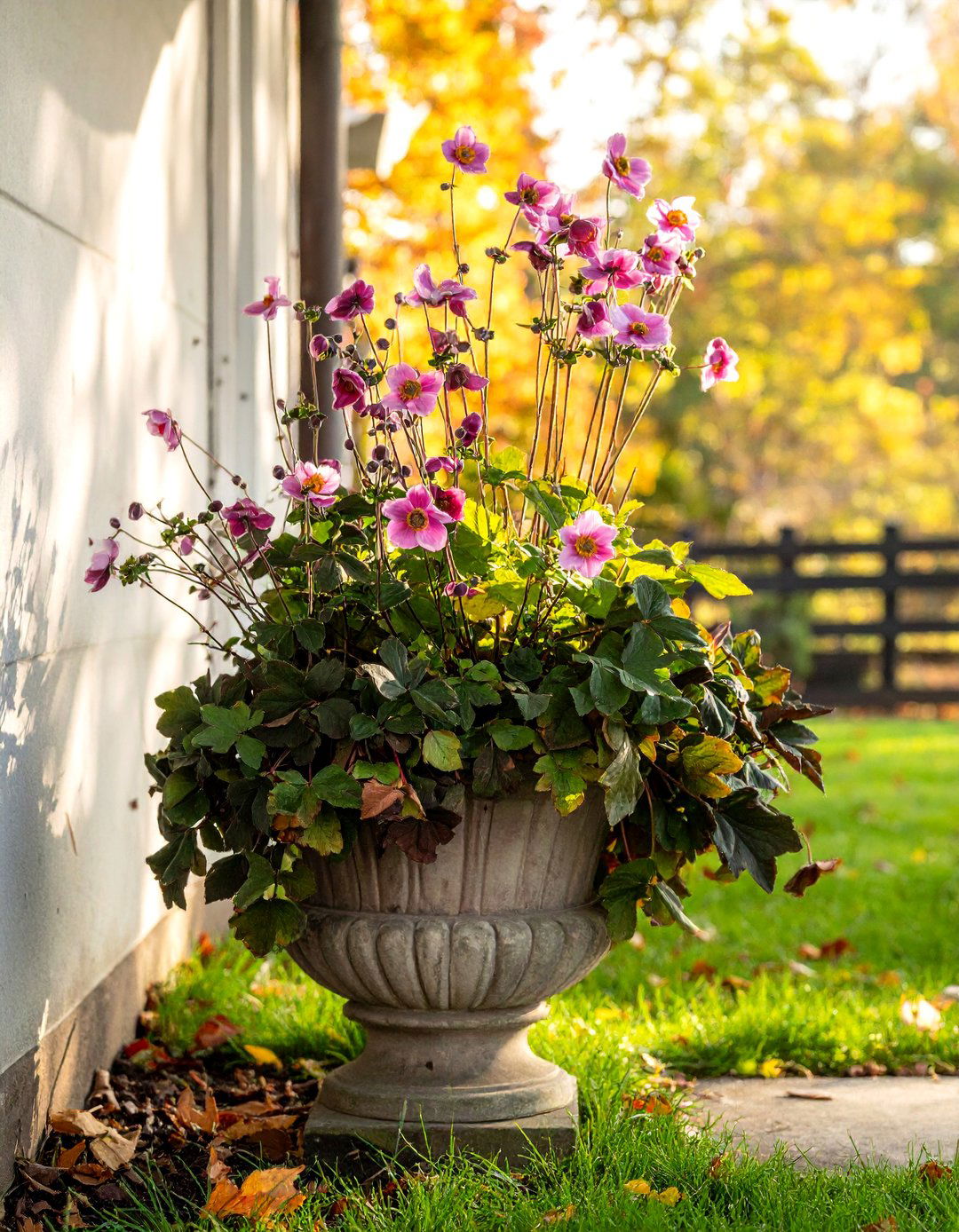 Anemone and Hellebore Fall Planter - 40 Fall Planter Ideas to Add Seasonal Charm