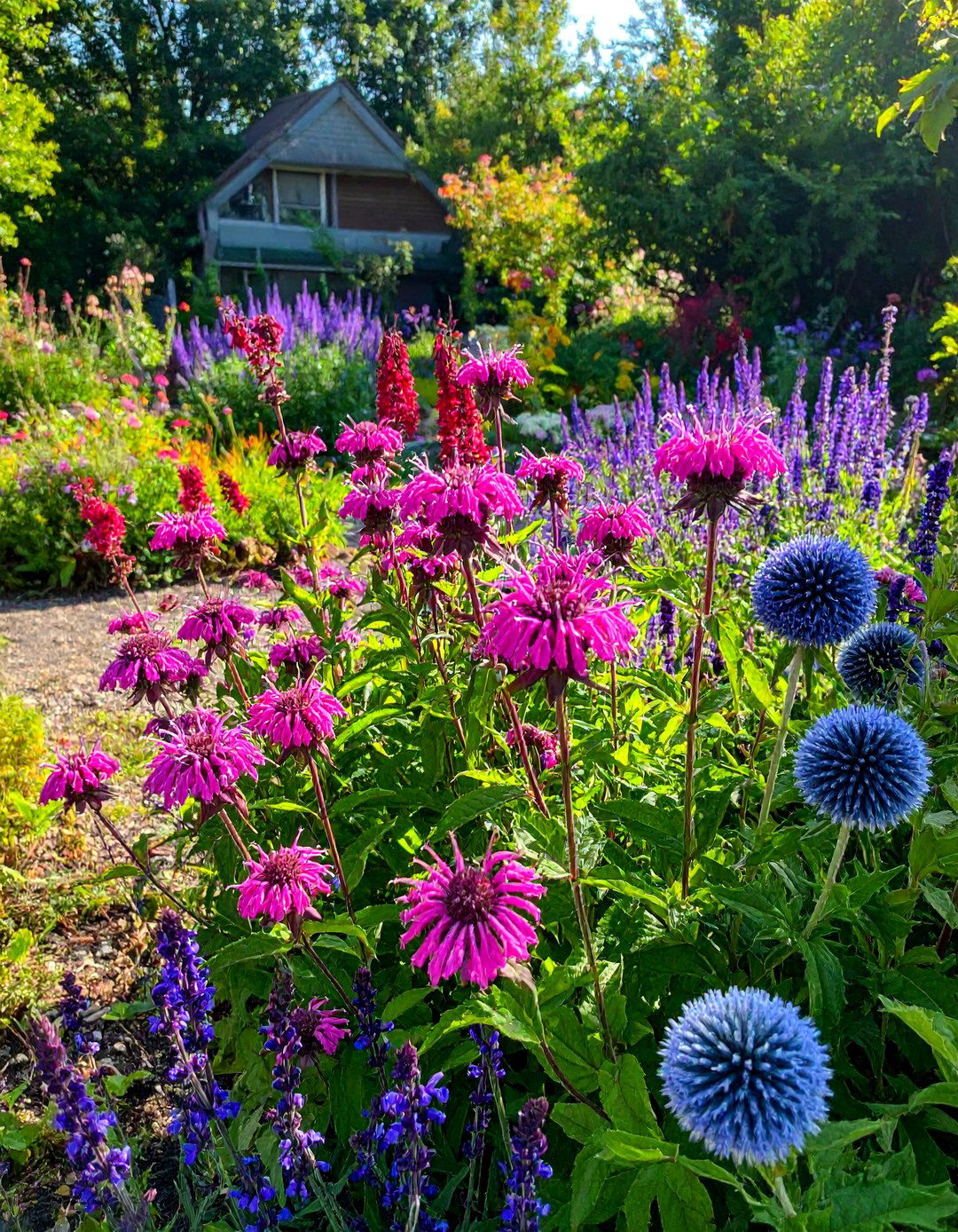Berry Tones of Raspberry and Blueberry Garden Colour Scheme - 30 Garden Colour Schemes to Brighten Your Outdoor Space