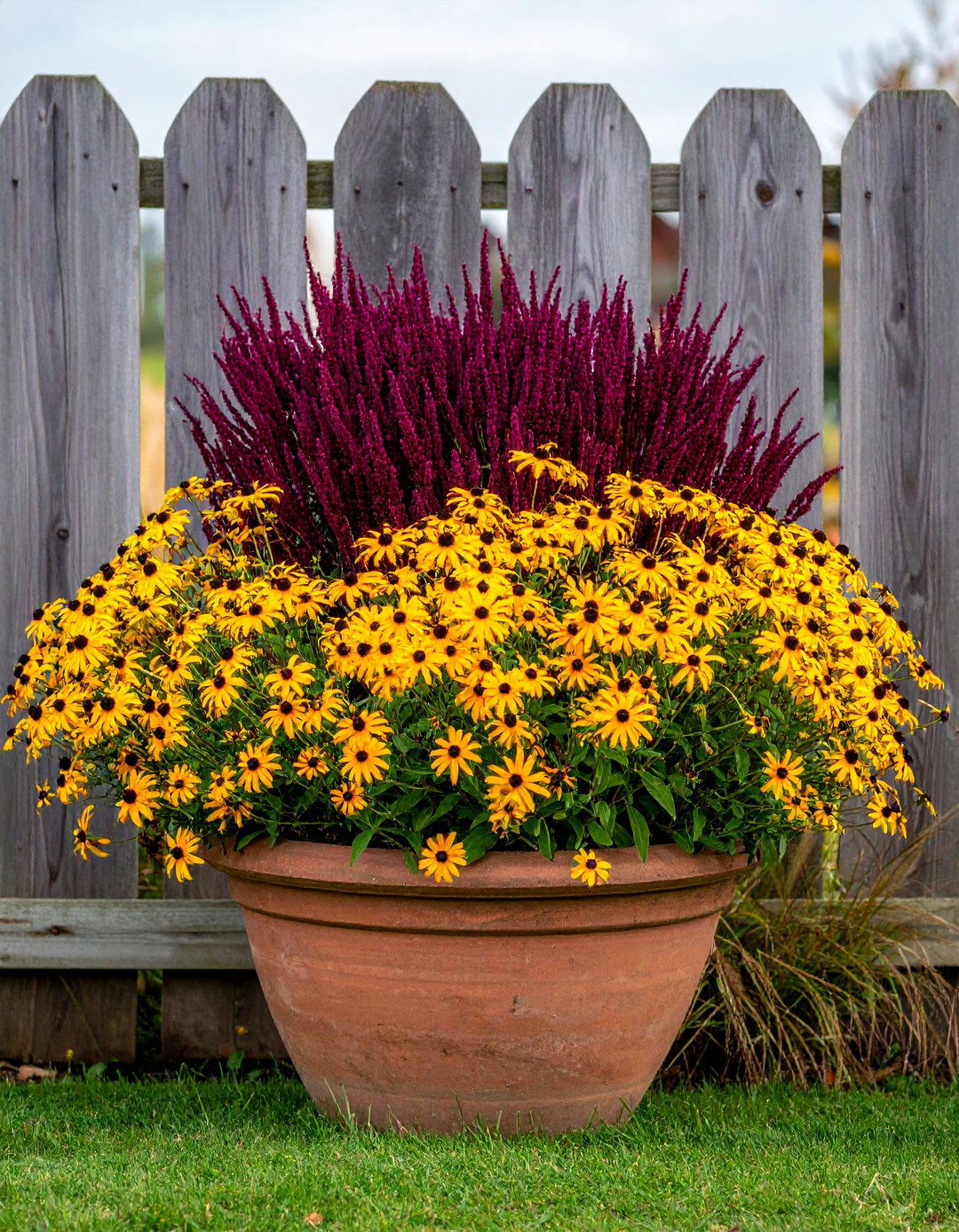 Black Eyed Susan and Millet Fall Planter - 40 Fall Planter Ideas to Add Seasonal Charm