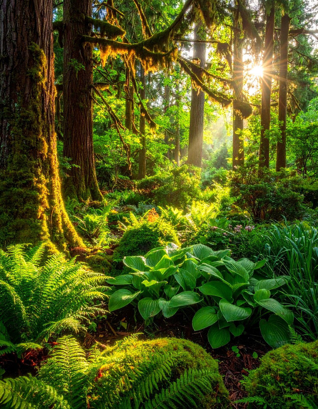 Forest Inspired Greens and Browns Garden Colour Scheme - 30 Garden Colour Schemes to Brighten Your Outdoor Space