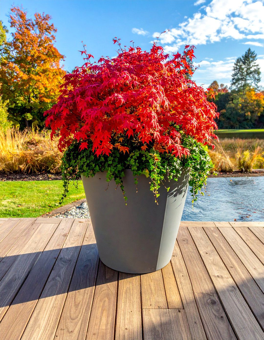 Japanese Maple and Ivy Fall Planter - 40 Fall Planter Ideas to Add Seasonal Charm